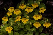 Mimulus jungermanniodes - Columbia Monkeyflower 14-6968